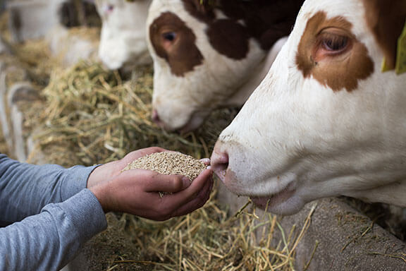 Urea-Formaldehyde-for-cattle-feed-industry